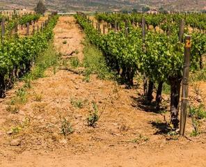 Propriété à Peñafiel. Viñedo en venta en peñafiel - poligono 22