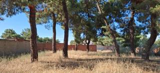 Terreny residencial a Navas de Oro. Venta parcela con pinos en navas de oro.