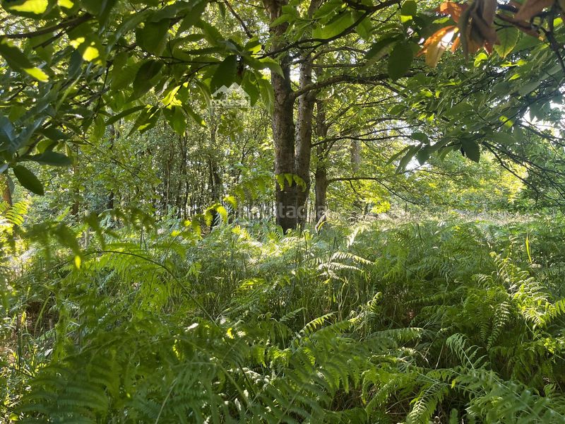 Foto 04ced0ab-bd93-476f-90f8-0ceda75a4be4. Casa a Piñor