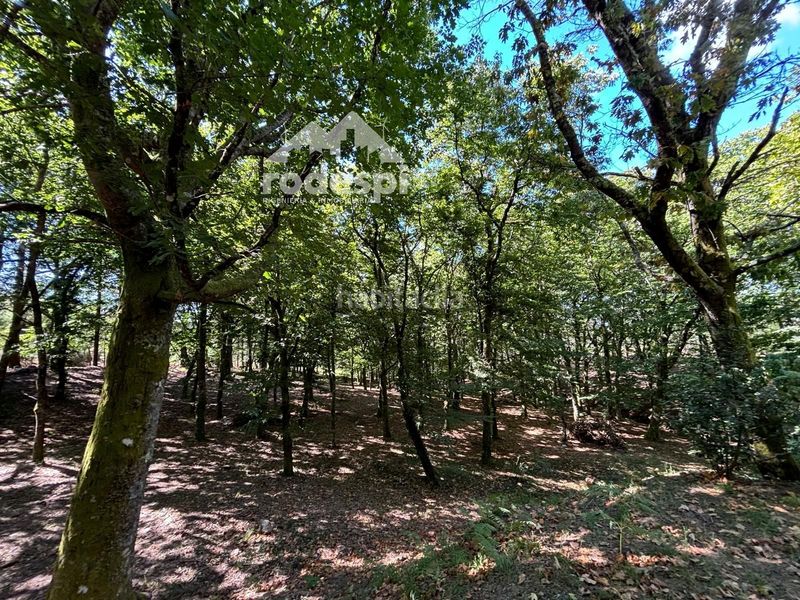 Foto a3d9ea87-8d01-47fe-b72f-a76cf0e9a9eb. Finca rústica a Cañiza (A)