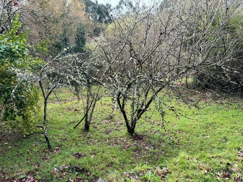 Foto a2678064-62a5-4ce8-a775-1297fb904b99. Casa a Cañiza (A)