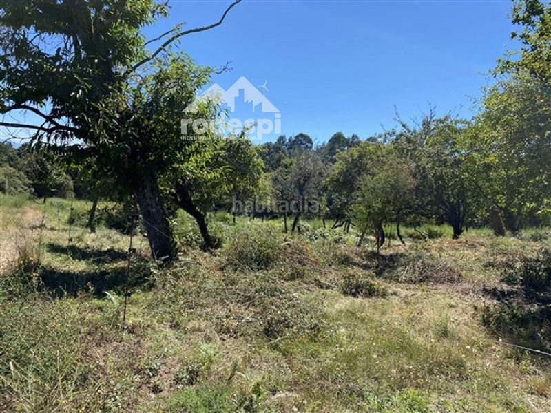 Foto 7da72f72-6411-4323-a66c-5a68d46e9faf. Finca rústica a Cañiza (A)