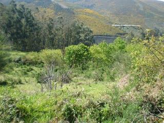 Terrain résidentiel à Cañiza (A). A la venta finca edificable en la montaña