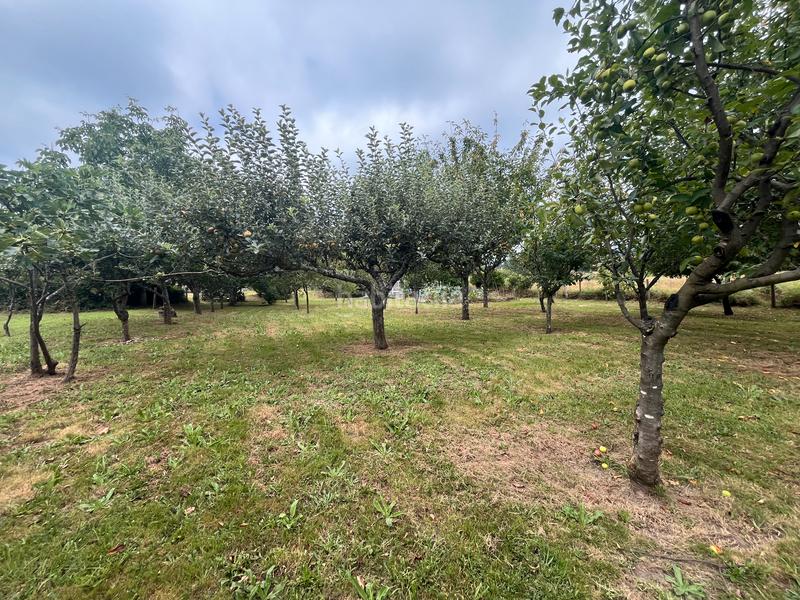 Foto 38f025df-cba0-4e03-a4f0-fb1ef6ce01ce. Finca rústica fincas a la venta en paraños en Covelo (O)