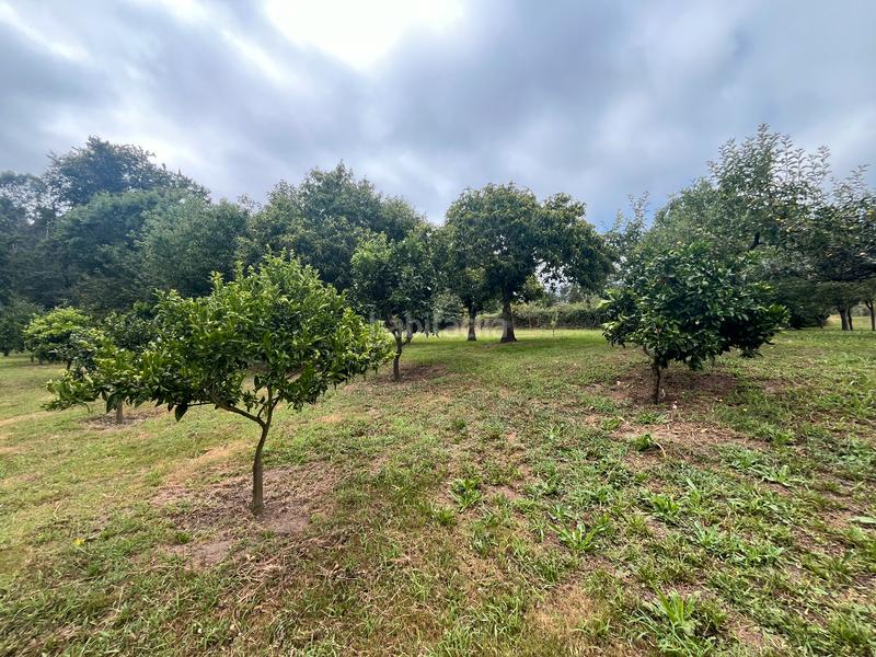 Foto 711d939a-c9e0-440f-8550-f505380c1548. Finca rústica fincas a la venta en paraños en Covelo (O)
