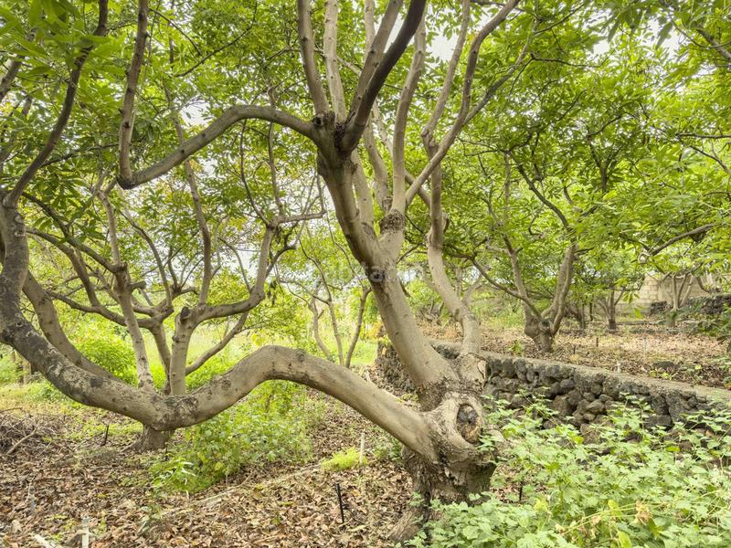 Foto 8e5da100-634d-4b34-a73f-6db4904d6bc3. Casa in Montaña - Zamora Realejos (Los)
