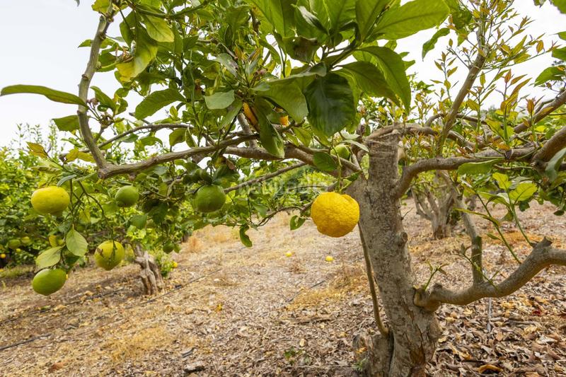 Foto a1dd277e-cc48-4826-affe-c85427078efc. Masía finca con alma, frutales y vistas 360 en la orotava la cabezada en Orotava (La)