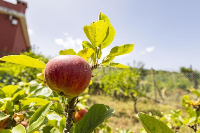 Foto ecb89602-f661-4503-86e0-9c73809f73b7. Maison dans El Bebedero - Pinolere - Aguamansa Orotava (La)