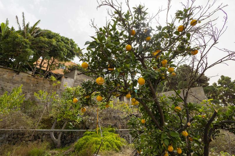 Foto 6a107339-2641-4a58-bfdc-74b70d1a5f95. Casa a Buen Paso - La Mancha Icod de los Vinos