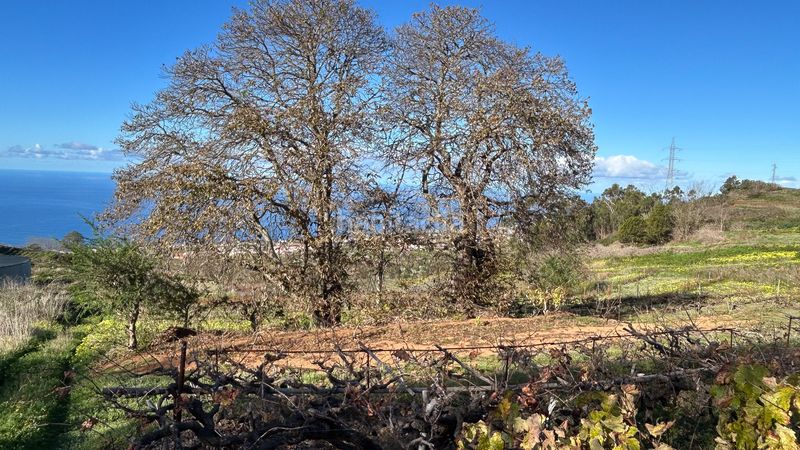 Foto 712a0029-b7da-483a-9bb0-6b06c9496156. Finca rústica a calle corraletes a Sauzal (El)