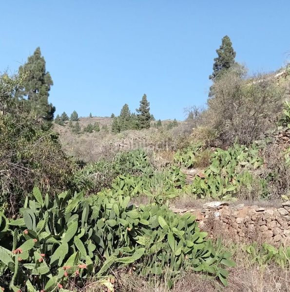 Foto 026e7f5d-e09c-4e05-b96d-8fb10693b360. Finca rústica a calle la parranda a Guía de Isora interior Guía de Isora