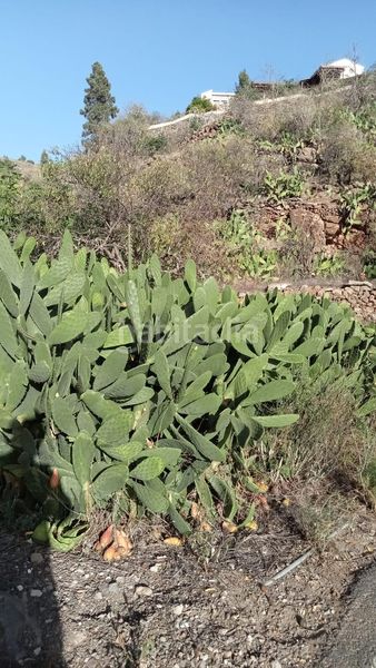 Foto d4a2cc64-1642-4dc9-9610-b9af1311b1b5. Finca rústica a calle la parranda a Guía de Isora interior Guía de Isora