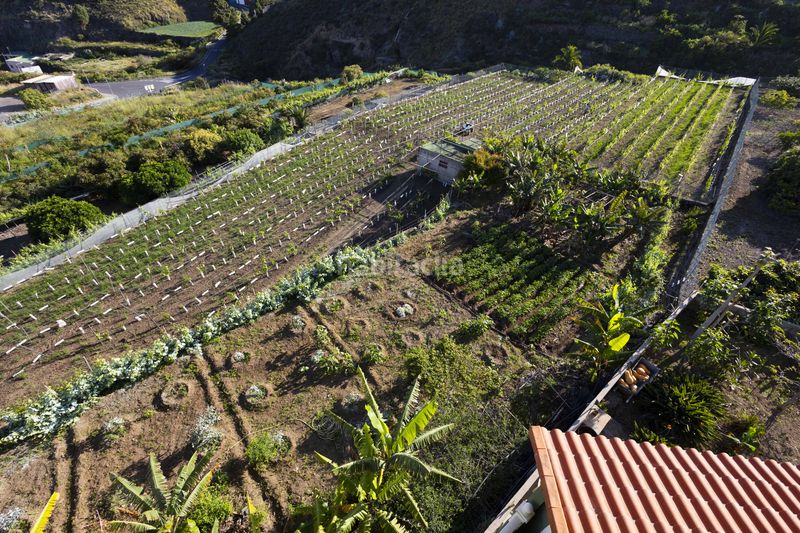 Foto a25faeff-e829-44e2-a6a8-70d9fab039bc. Casa  familiar con apartamento vacacional, huerto de 800 m y vistas al mar y al teide los moriscos en Icod de los Vinos