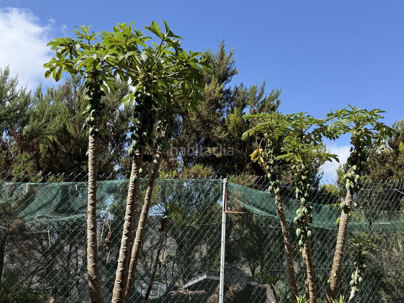 Foto a00be945-d267-4467-838a-3acf01313834. Finca rústica a Tegueste