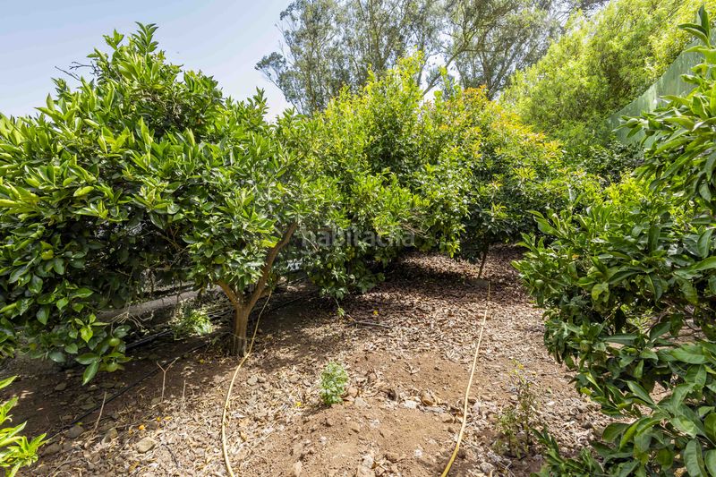 Foto b267aaa6-8c54-4016-a2be-8a95680a58e0. Finca rústica a Tegueste