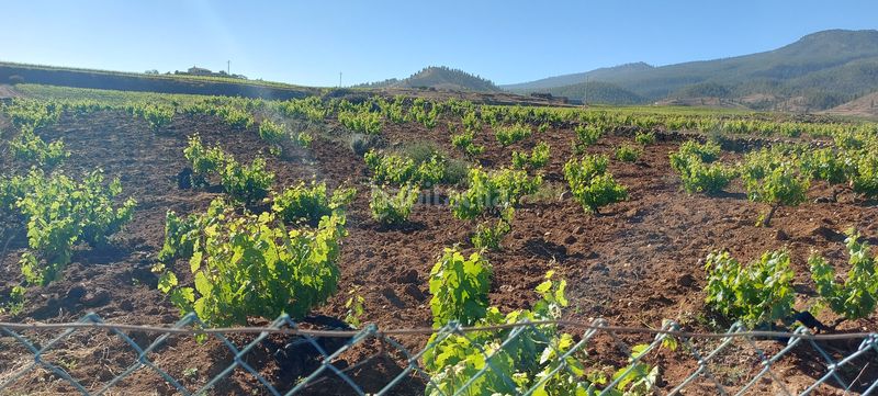 Foto cefa2804-4c92-4083-b986-7f8f3a7ed8ad. Finca rústica a carr. general a Vilaflor