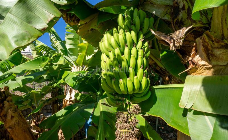 Foto 80da400d-e642-4a33-baec-1a89088734a7. Terreno residencial en calle calle de la libertad terreno urbano en gimar en Güímar