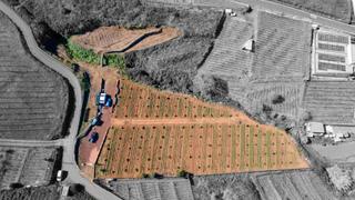 Finca rústica a Camino juan alonso. Finca 4.000m2 sembrada con papas, aguacateros y viñas en el sauz