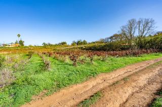 Propriété  Calle melchor álvarez, polígono 12, parcela 202. Parcela agrícola en tacoronte