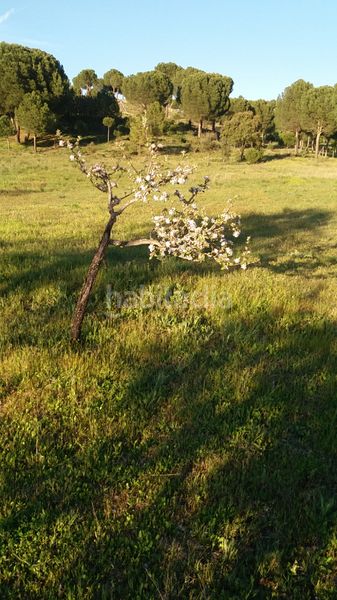 Foto 15888a0a-cfa8-4430-bb46-65625392494e. Finca rústica a Hiniesta (La)