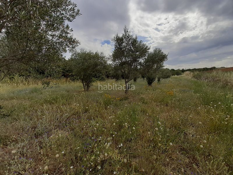 Foto 4c8e893a-8350-40f5-8a14-7ea77d5688d9. Rural plot in Hiniesta (La)