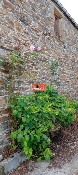 Foto aebaf4b5-726d-4fe7-ac7c-c8fb29c3d585. Casa amb calefacció aparcament a Baleira