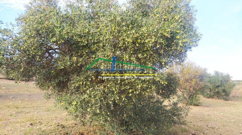 Foto 1a6d2c8f-5a7d-4235-bcd8-c988ff0bfd11. Residential plot in Sur Mérida