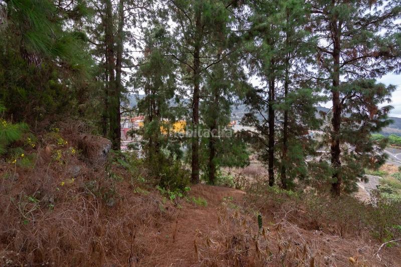 Foto 71156620-20cf-443b-9ff3-db122c15e830. Finca rústica a La Vega - El Amparo - Cueva del Viento Icod de los Vinos