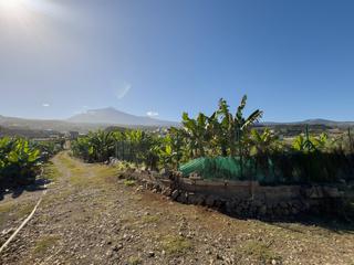 Mas à Guancha (La). Venta de casa con terreno en santo domingola guancha