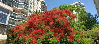 Apartament  Calle garcilaso de la vega. Piso en santa cruz de tenerife