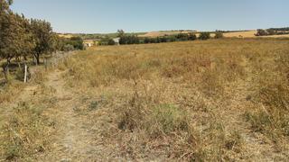 Fondo rustico in Arcos de la Frontera. El fain, monarda y hoyos del boyero
