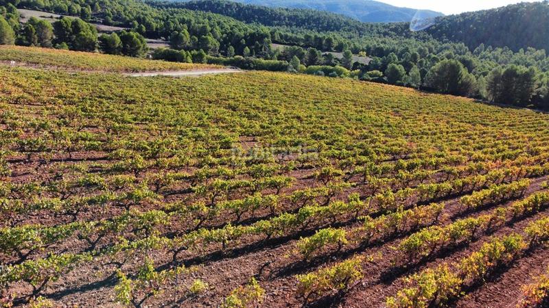 Foto 57fa5e1d-9e83-41e5-aa16-12af65d59db2. Finca rústica antigua bodega en el valle en Ayora