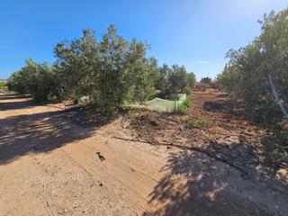 Finca rústica a Las Cánovas - Cuevas de Reyllo. Terreno de regadio en los canovas