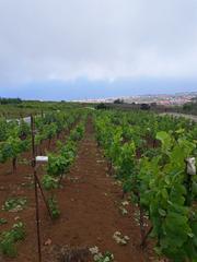 Finca rústica a Sauzal (El). Fantástica finca en venta con viñedos en producción en el sauzal