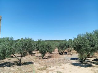 Finca rústica a Villablanca. Fantástico terreno en villablanca, huelva
