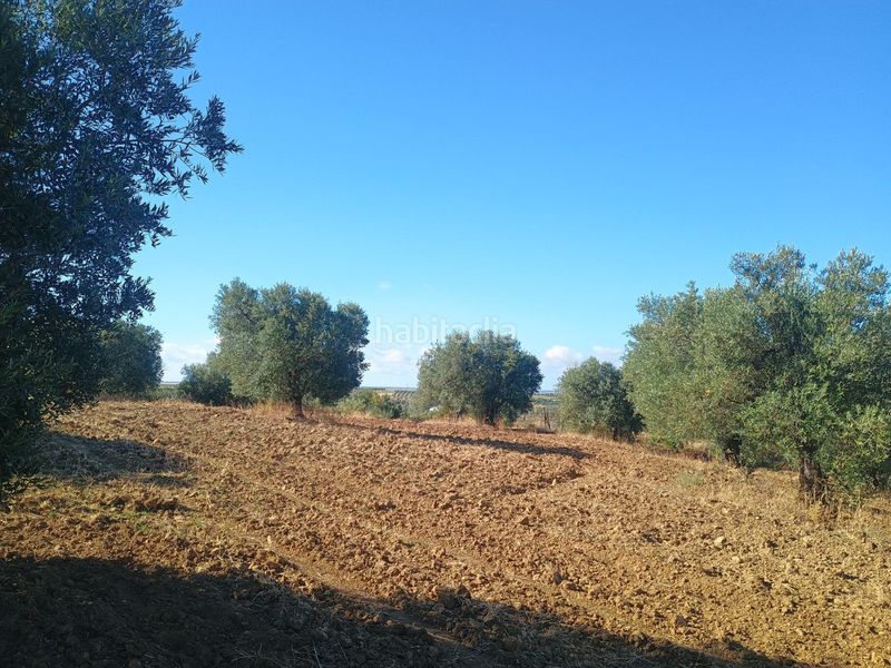 Foto b2768a1e-13ca-4733-ba17-cad41763c093. Finca rústica a Niebla