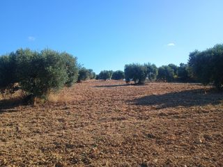 Fondo rustico in Niebla. Finca de olivos centenarios en la retamosa