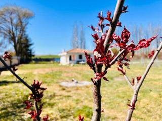 Finca rústica  Espoloncillo. Parcela en venta en revillarruz