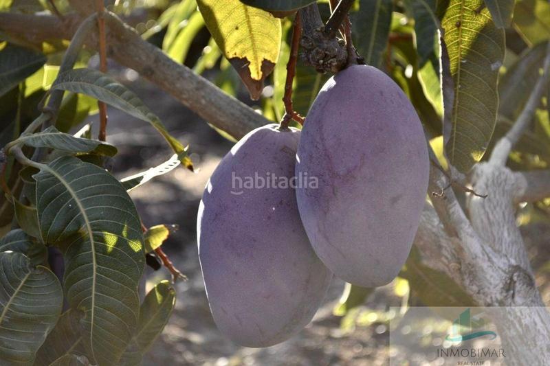 Foto 0d7e64f1-1fc0-4b79-b55c-3ea0515a20f4. Masía finca rustica en Centro Salobreña