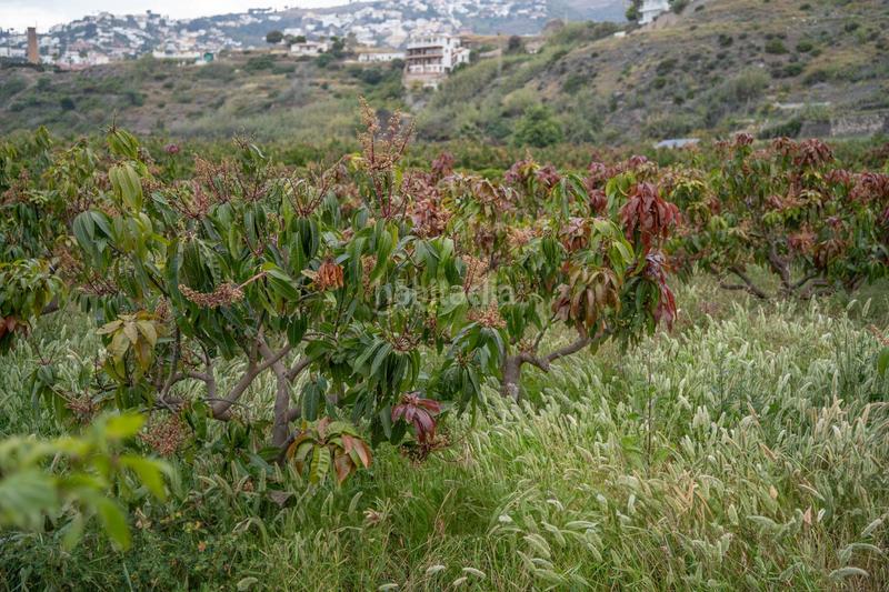 Foto be5484e7-d1cf-4956-bb73-40b4727e9701. Terrain résidentiel dans carretera malaga (cal) dans Salobreña