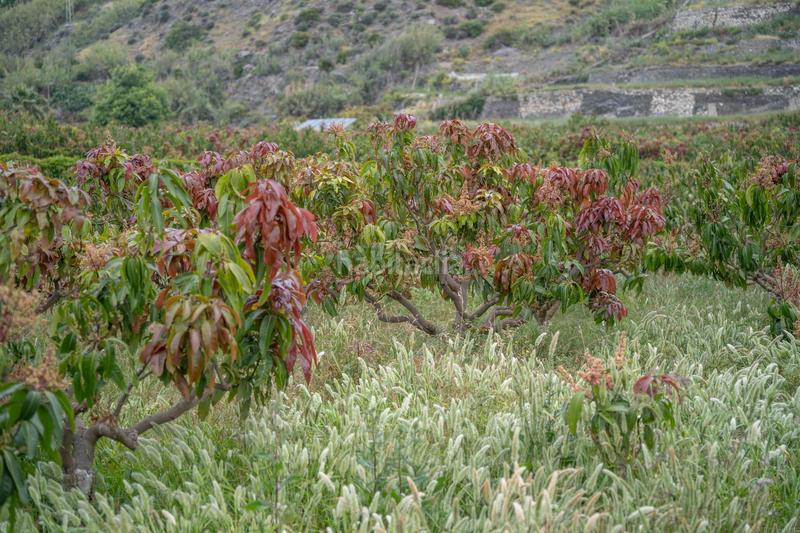 Foto de44a336-8827-4748-bea0-ef595a255d5c. Terrain résidentiel dans carretera malaga (cal) dans Salobreña