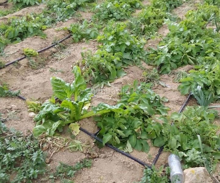 Foto 12656e6f-935a-4bac-b133-6b7404852816. Finca rústica a Arico