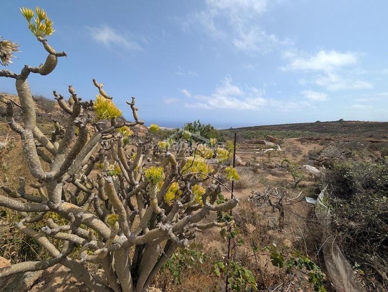 Foto 4d20ed3e-016e-4461-bcb9-ab5ad4275c67. Finca rústica a Arico