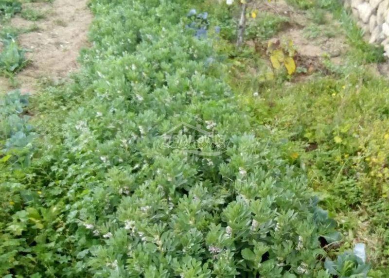 Foto 7916a9c8-0637-431a-a919-65db97e4a230. Finca rústica a Arico