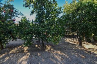 Masia a Atarfe. Preciosa finca rústica en atarfe