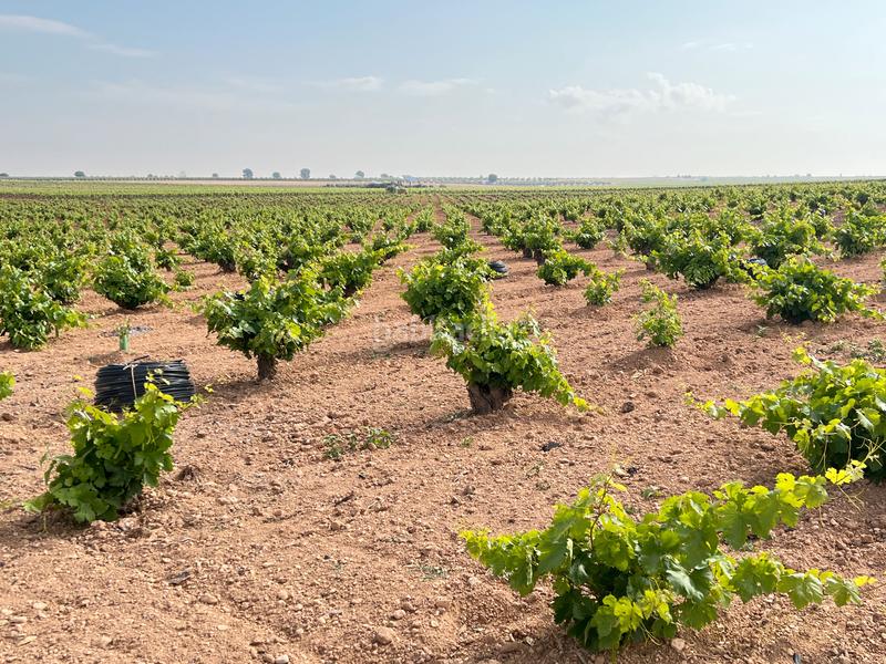 Foto 26d3fba4-3646-4ae0-ba79-374ef466dce0. Landgut in Herencia