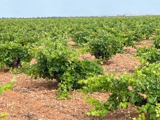 Finca rústica a Tomelloso. Venta de finca de regadío