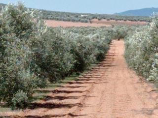 Finca rústica a Avenida alcázar 14. Venta de olivar camino pozos del agua