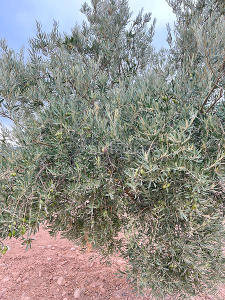 Foto 13bc86c2-e233-4972-9a69-b58433da8dd4. Landgut in avenida alcázar 14 in Herencia