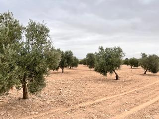 Finca rústica  Avenida alcázar 14. Venta de olivar de 1 pie grandes